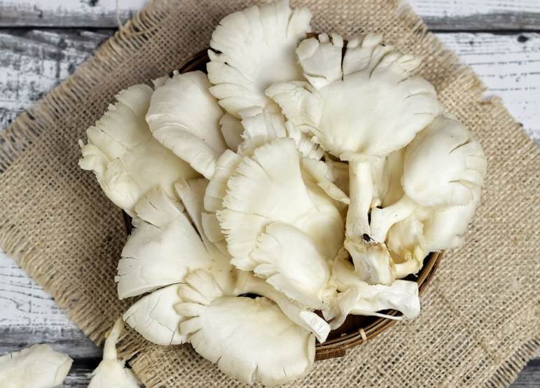 Jamur Tiram Segar