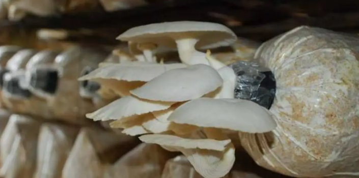 βοΈ Sterilisasi Baglog