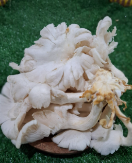 π¦ Paket Siap Kirim