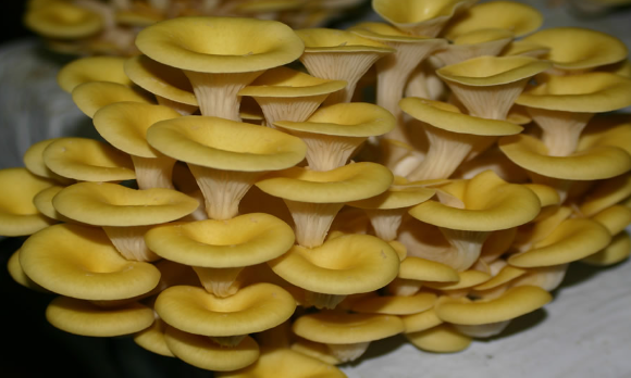 Jamur Tiram Kuning