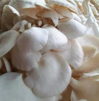 Jamur Tiram Putih